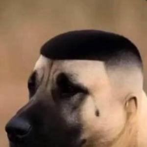 yaponec